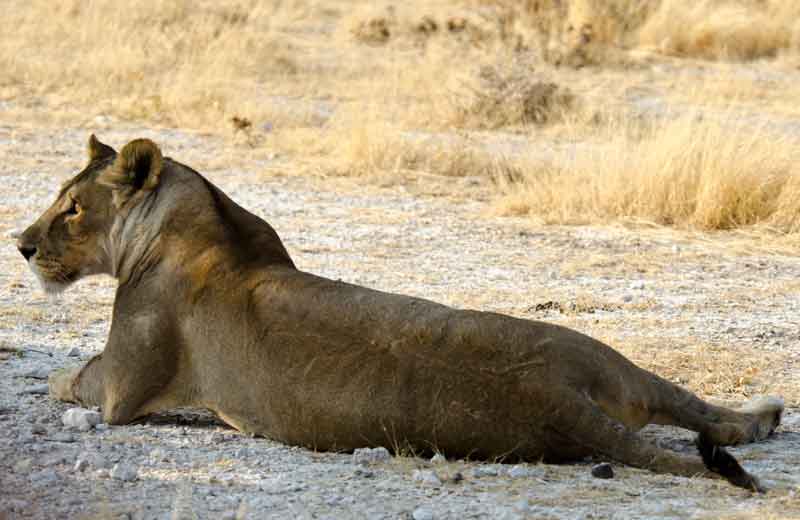 60 - Namibia - leones comiendo - parque nacional de Etosha
